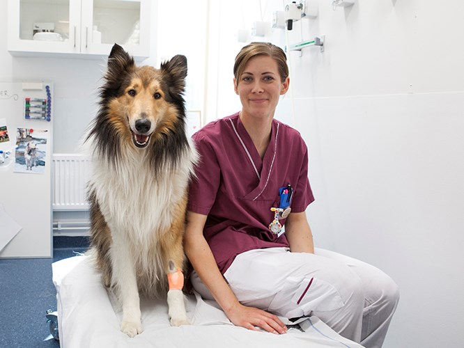 Hund och djursjukvårdare. Foto