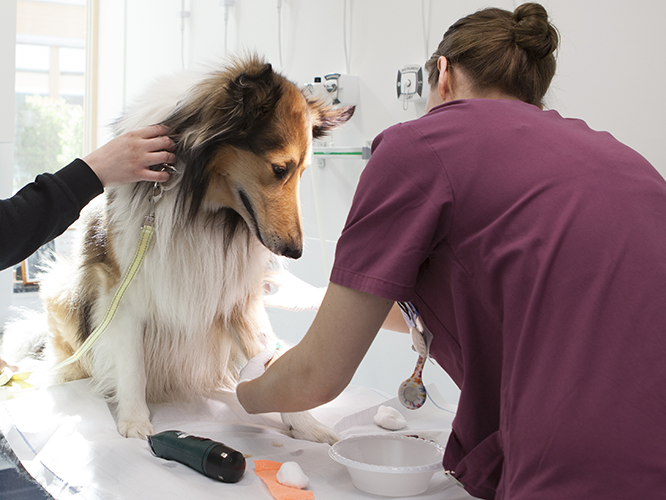Djursjukvårdare sätter en kanyl i benet på en hund som ska ge blod. Foto