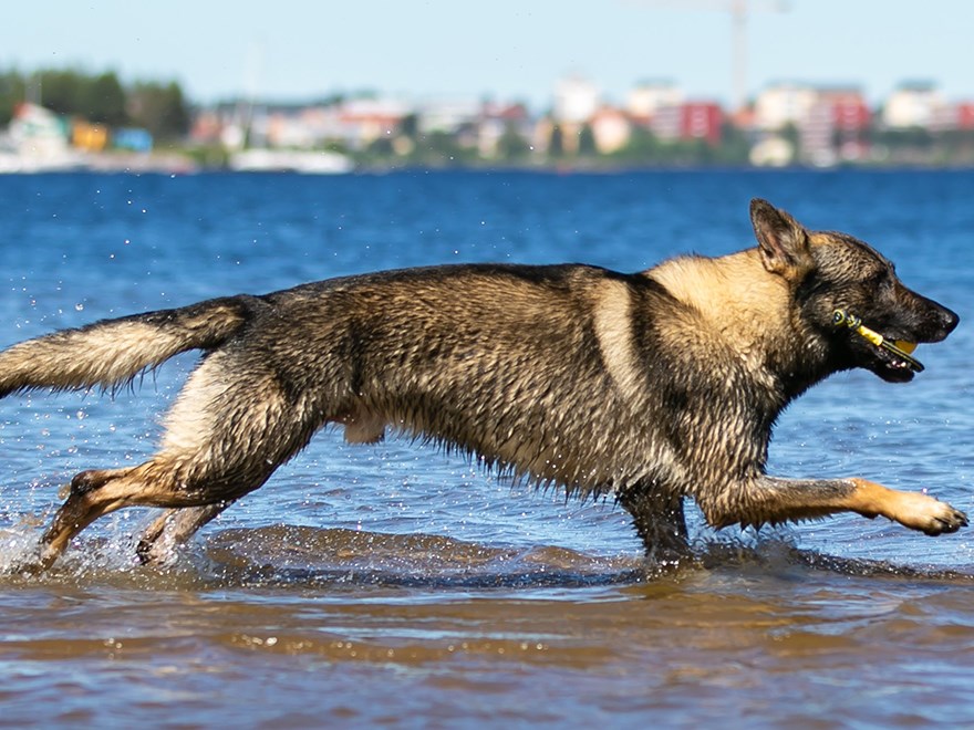 Hund springer i vatten. foto
