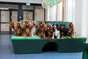 Elva hundar på en grön bänk. Foto.