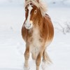 Häst i snön. Foto.