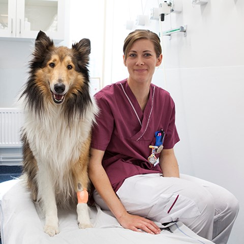 Hund och djursjukvårdare. foto