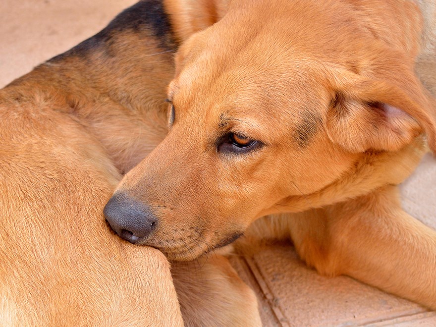 Hund. foto