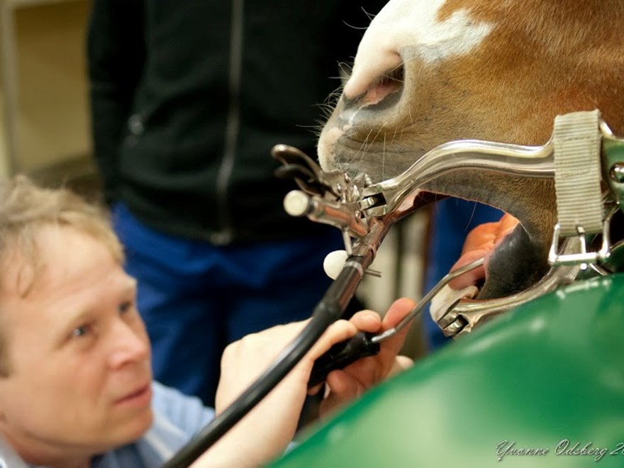 Person undersöker tänder i uppspärrad hästmun. Foto.