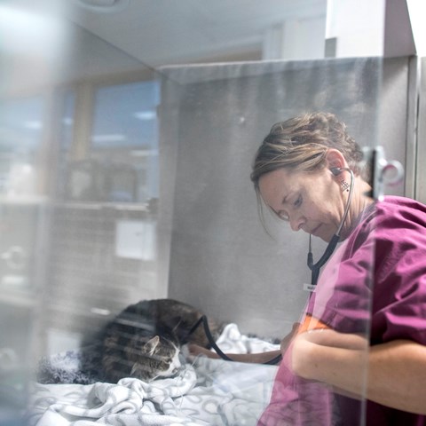 Person undersöker en katt i glasbur. Foto