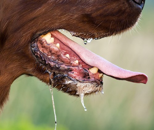 Närbild av hund med dreglande mun. Foto.
