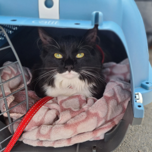 Katt i resebur