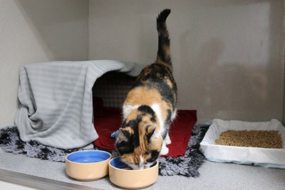 En fläckig katt äter ur en av två matskålar. Foto