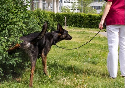 En hund i koppel kissar på en buske. Foto