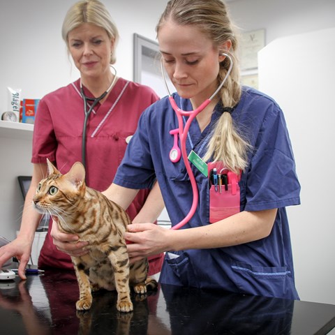 Student med katt. foto