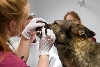 Undersökning av hund. Foto