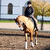 Hippologistudent på häst. foto