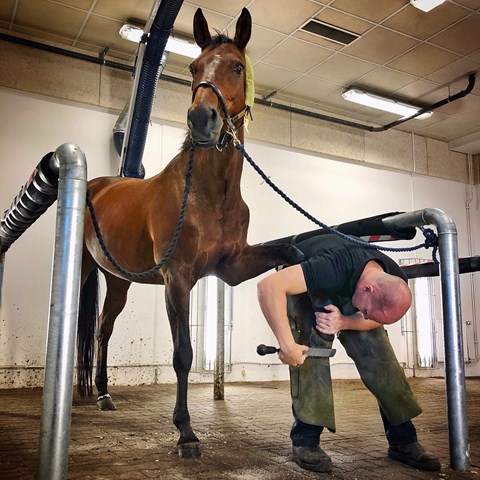 En häst och en person som håller i hästens hov och använder ett verktyg på den. Foto