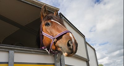 Häst i transport