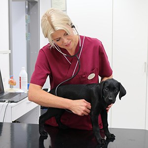 Svart hund på ett bord blir undersökt av en person. Foto