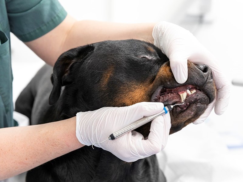 Hund får tänderna undersökta. foto