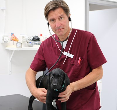 Svart hund blir undersökt med stetoskop. foto