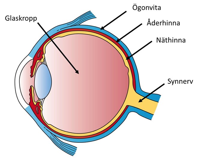 Ögonbulben med illustration av strukturer i det bakre segmentet