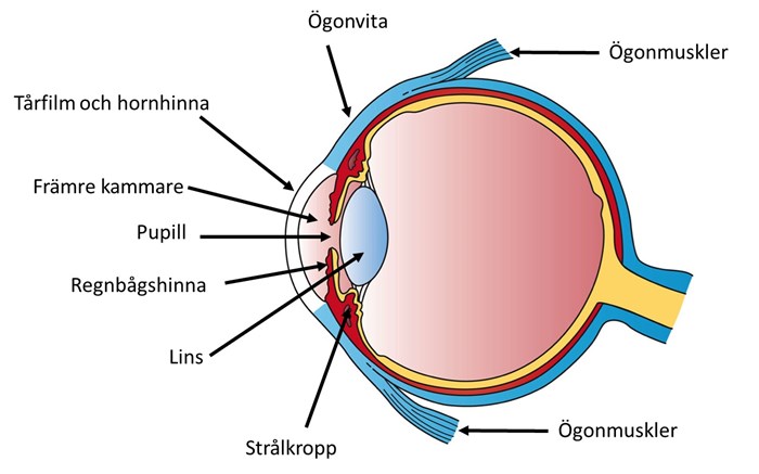 Ögonbulben med illustration av strukturer i det främre segmentet