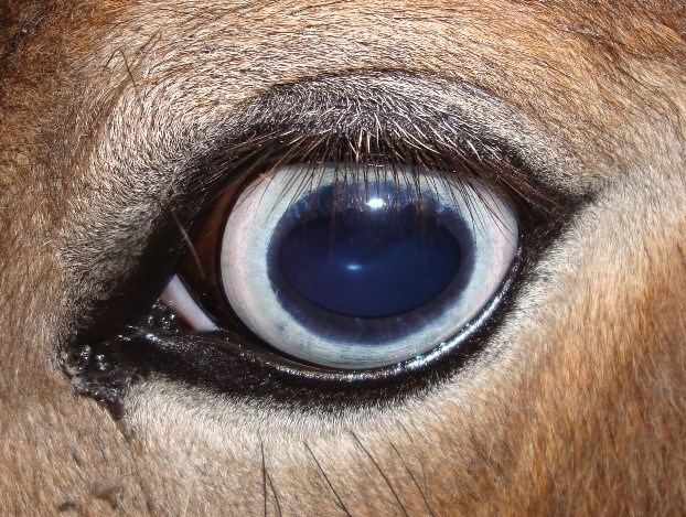 Vit iris