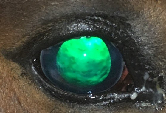 Öga med kvarstående grönt pigment 