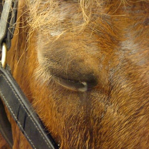 Häst kniper med ögat