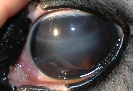 Haab's striae häst