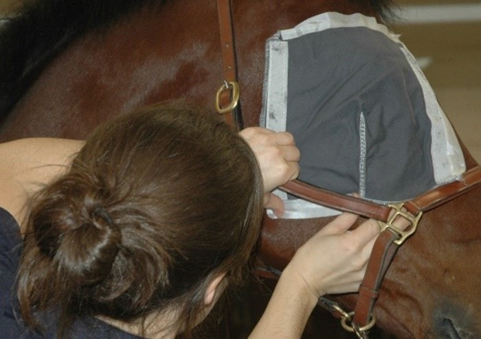 Hästöga täckt för utvärdering i hinderbana