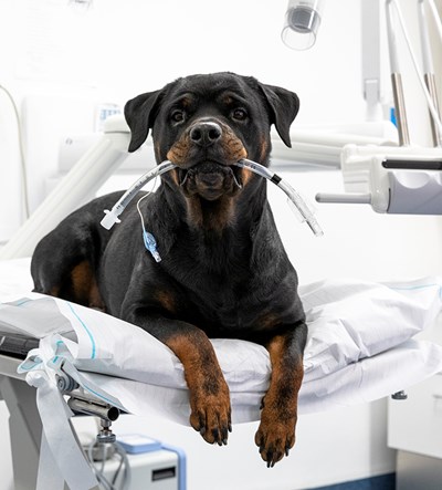 Hund på sjukbädd med slang i munnen. Foto