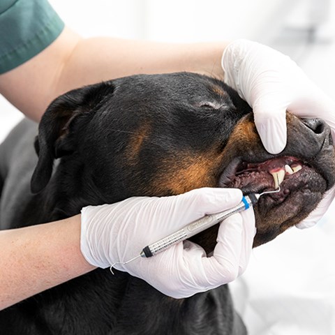 Hund får tänderna undersökta. Foto