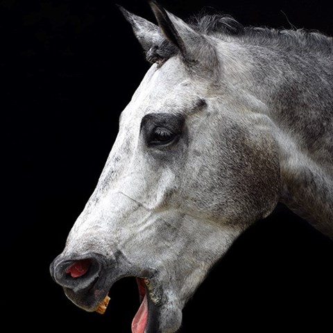 Häst i profil med öppen mun och vidgade näsborrar. Foto.