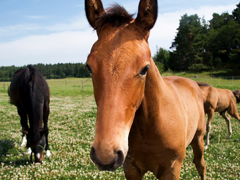Horses in pasture. Photo.