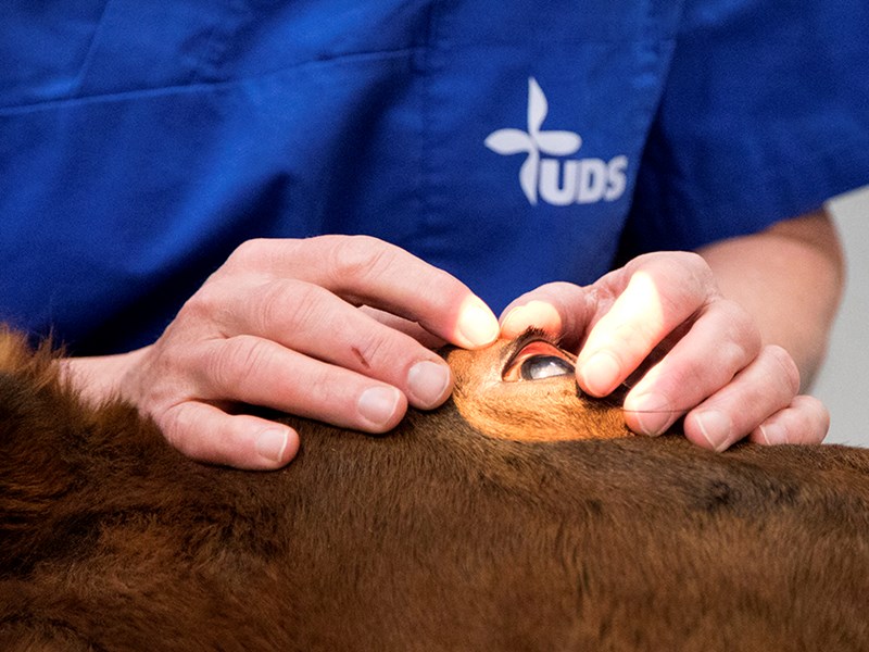 Close-up vets hands examining cow eye. Photo.