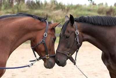 Två hästar mule mot mule. Foto.