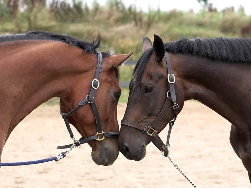 Två hästar mule mot mule. Foto.