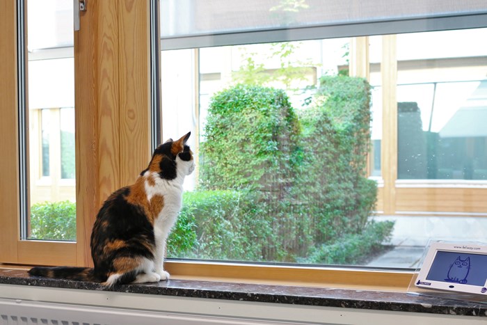Katt på fönsterbrädan tittar ut. Foto.
