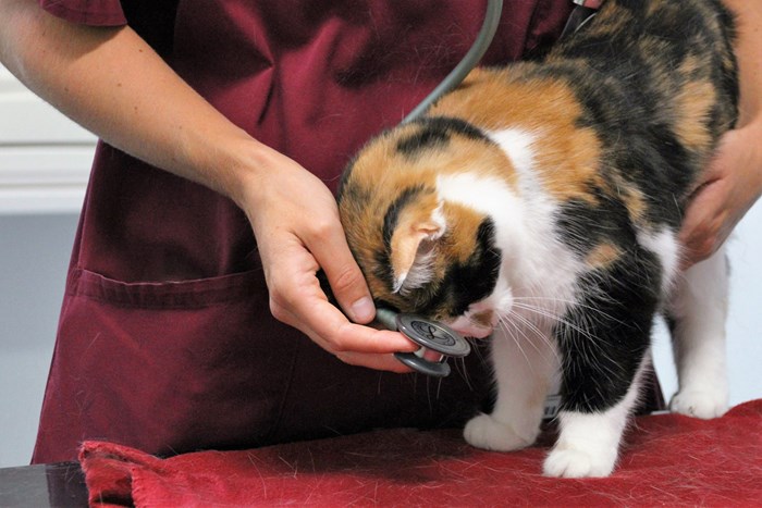 Kelig katt stryker sig mot veterinär. Foto.