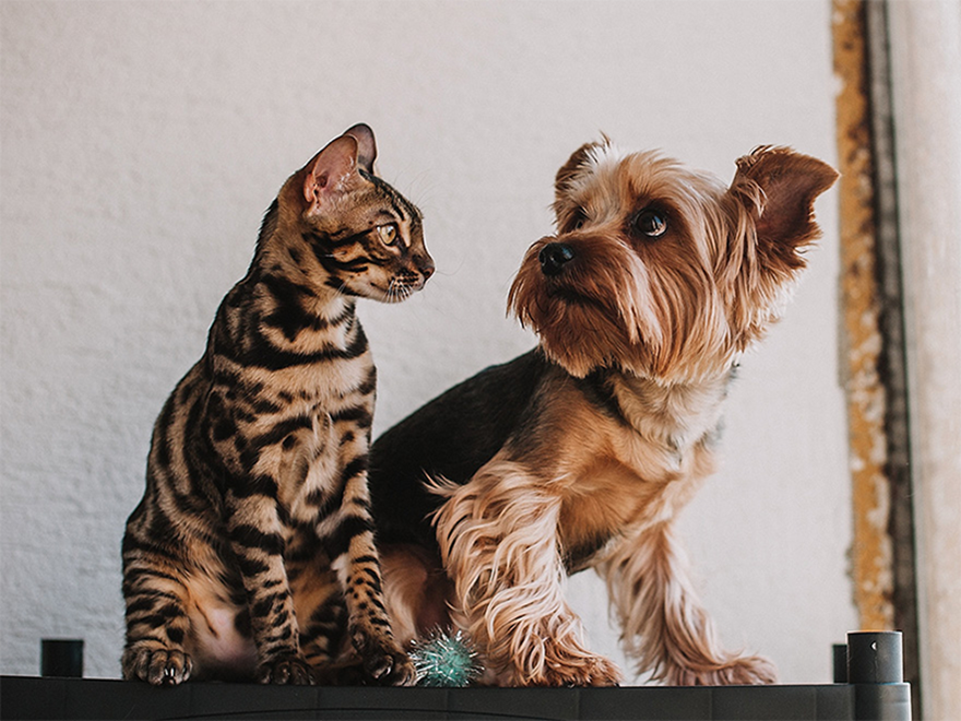 En katt och en hund sitter bredvid varandra.