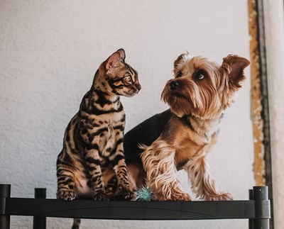 En katt och en hund sitter bredvid varandra.
