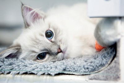 Katt på IVA. Foto