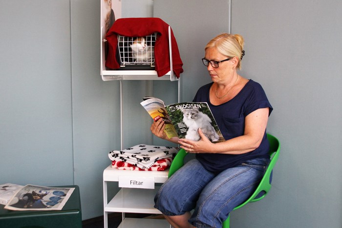 Väntrum för katt. Foto.