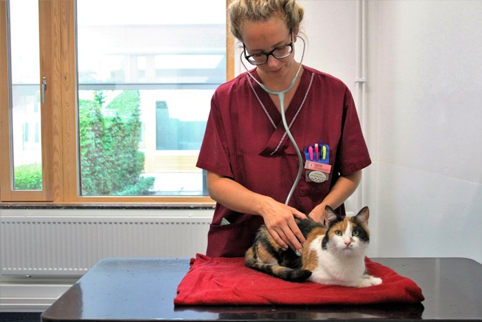 Undersökningsrum, kattkliniken. Foto.