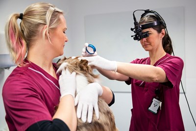En person håller en hund och en annan person med ett optiskt instrument på huvudet tittar på hunden. Foto