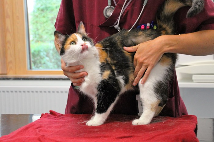 Veterinär undersöker katt. Foto.