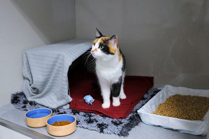 Katt i vårdbur på avdelning. Foto.