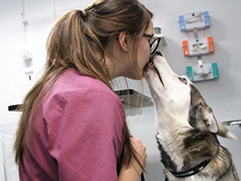 Siberian husky tas omhand av kvinnlig djurskötare. Foto.