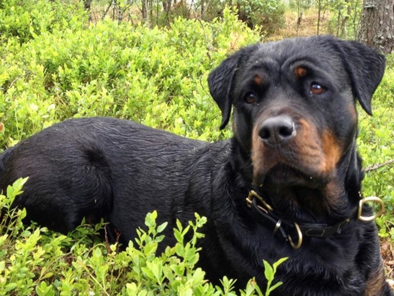 Rottweiler ligger i blåbärsris. Foto.