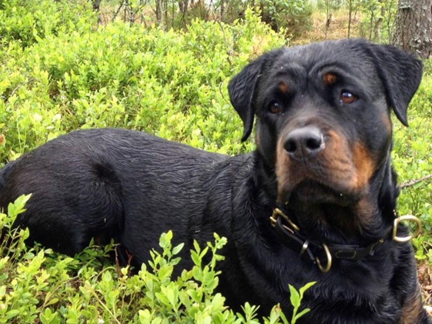 Rottweiler ligger i blåbärsris. Foto.