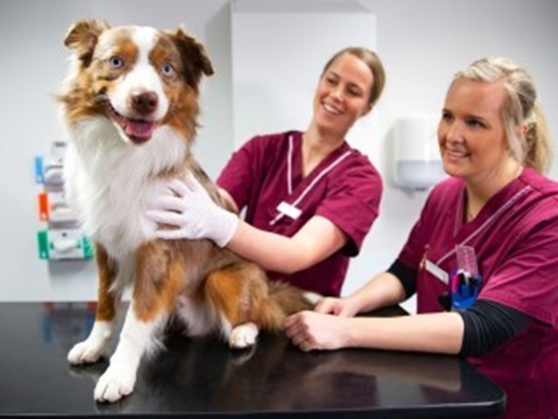 Siberian husky tas om hand av två kvinnliga djursjukskötare. Foto.