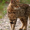 Fläckig katt. foto